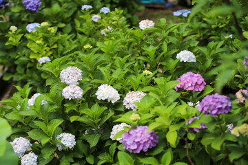 紫陽花の咲く法金剛院の境内