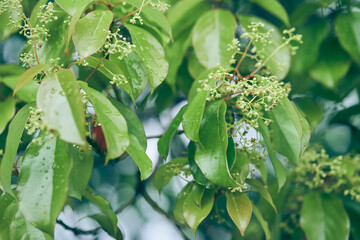 The bird cherry is gaining color.Close-up of a flowering tree with small white inflorescences.Cherry blossoms in spring. A spring concept with space to copy,a layout for your design.High quality photo