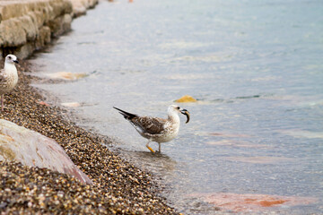 Seagull running on the sea shore with fish in mouth. Close up view of white bird seagull walking by the beach. Wild seagull against natural blue water background. A seagull staring at the camera.