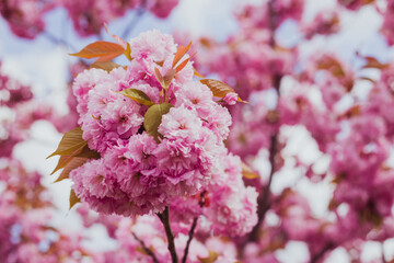 Kanzan sakura tree blossom in Ukraine, Lviv, sakura blossom background