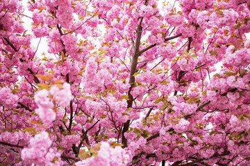Prunus serrulata tree, blooming sakura branch