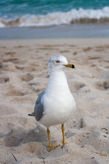 Obraz premium Close-up photo , seagull strolling around Miami beach on a summer day