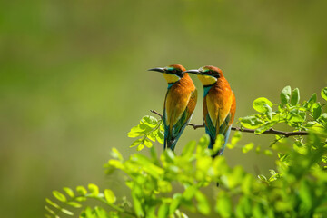 Pair of European Bee-Eater falling in love sitting on a branch