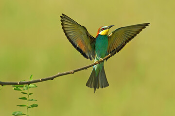 European Bee-Eater Merops apiaster perched on Branch near Breeding Colony. Wildlife scene of Nature