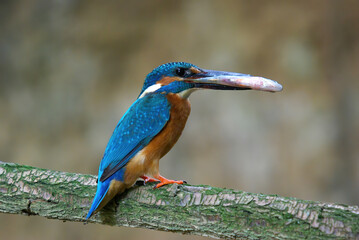 Common kingfisher bird catches fish, Common kingfisher bird on branch, Common kingfisher bird closeup 