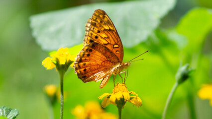 Borboleta em um dia de primavera
