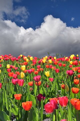 Fototapeta premium A field of tulips in bloom, Québec, Canada
