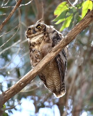 Búho Tucúquere posado en rama, ojos mirando.