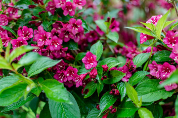 Weigela florida bristol ruby, flowers, caprifoliaceae