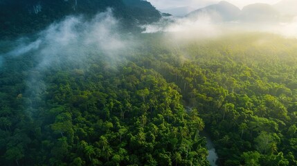 Aerial view of lush green rainforest with misty mountains in the background, creating a serene and untouched natural landscape.
