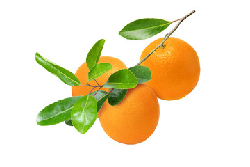 Orange fruits hang on tree branch isolated on white background.
