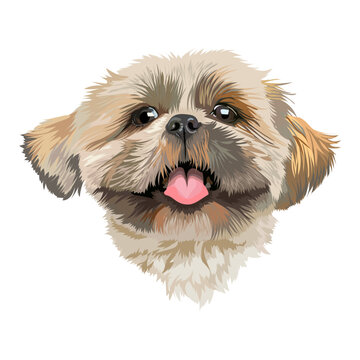 Portrait of a cute Shih Tzu dog with tongue hanging out