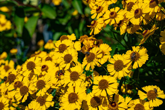 Gelenium automne dans le jardin.