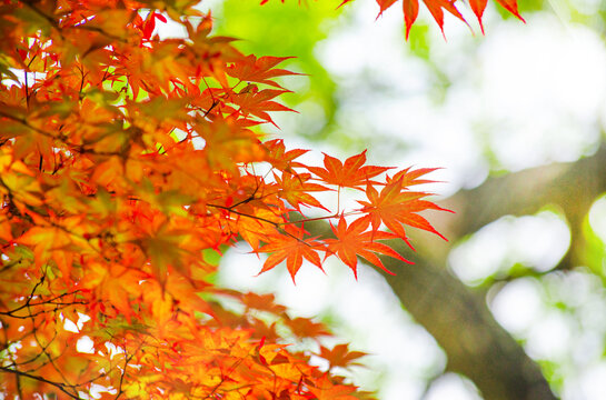 Red leaves of Acer freemanii Autumn Blaze on blue sky background. Close-up of fall colors maple tree leaves in park