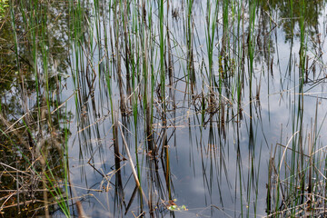 reeds and other aquatic plants in still water with sky reflected on the surface