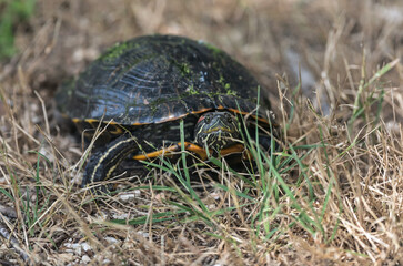 Red eared slider turtle front view.
Brazos Bend State Park, Texas, USA.