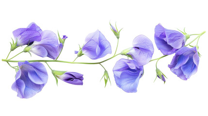 A cluster of vibrant purple flowers contrast against a clean white background