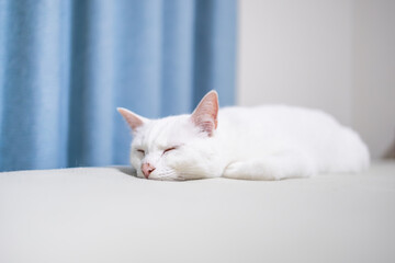 ベッドで平らになって熟睡する白猫