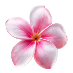 Fototapeta premium Pink Frangipani, transparent background, isolated image, generative AI