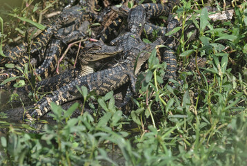 Baby American alligators from three clutches, two months to a week old. Native for Texas.