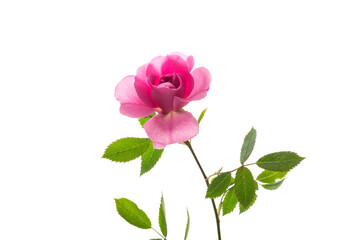 Fototapeta premium Beautiful pink rose on a white background