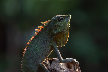 Maned forest lizard sunbathing on a tree log
