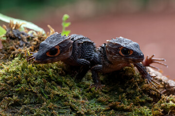 Crocodile skink lizard on their enviroment