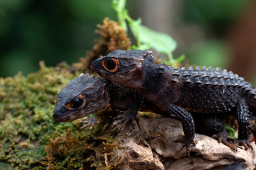 Crocodile skink lizard on their enviroment