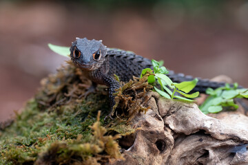 Crocodile skink lizard on their enviroment