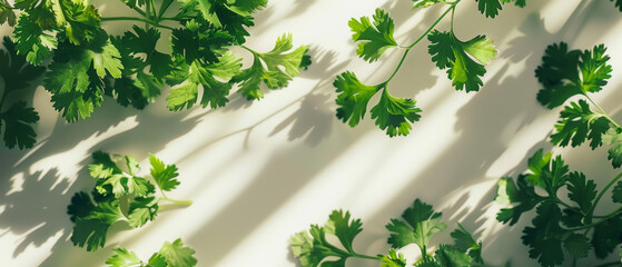 Closeup of coriander leaves on a light background