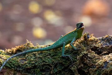 Maned forest lizard sunbathing on a tree log