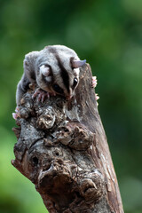 Sugar glider hanging on a tree branch