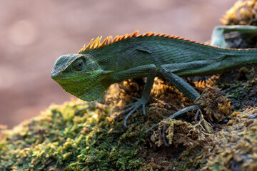 Maned forest lizard sunbathing on a tree log