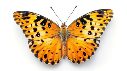 Obraz premium spectacular Macro of butterfly isolated on white background, Danaus chrysippus, top view