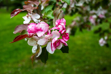 Blooming pink flower on branch of apple tree, springtime.