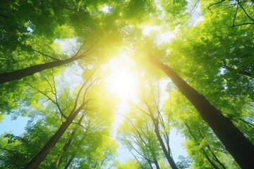 Fototapeta premium A forest with trees in the foreground and a clear blue sky in the background. The sun is shining brightly, casting a warm glow on the trees. Concept of peace and tranquility