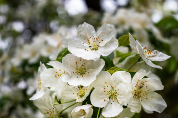 Blooming white flower on branch of cherry tree, spring.