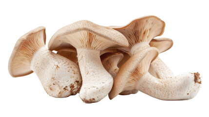 Fototapeta premium A group of various mushrooms in different sizes and shapes arranged closely together on a plain white background