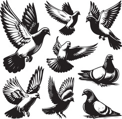 pigeon Vector sketch bundle illustration