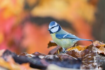 Portrait of a cute blue tit with autumn background.  Cyanistes caeruleus