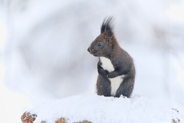 A cute european red squirrel sits on the snow. Winter scene with a squirrel.   Sciurus vulgaris