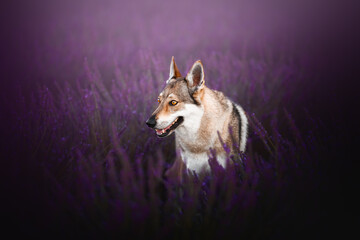 Wolf dog in lavender field, flowers, summertime, dreamy look