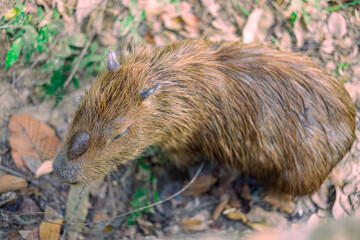 Background of wild animals that live in zoos or forests. It has fur similar to a wild boar. Run for food quickly in a blur