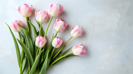 Blossom pink tulip flowers on white background, summer time illustration.