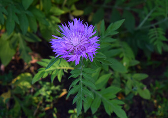 Cornflower flower close-up in the garden.