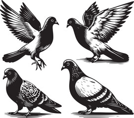 pigeon Vector sketch bundle illustration