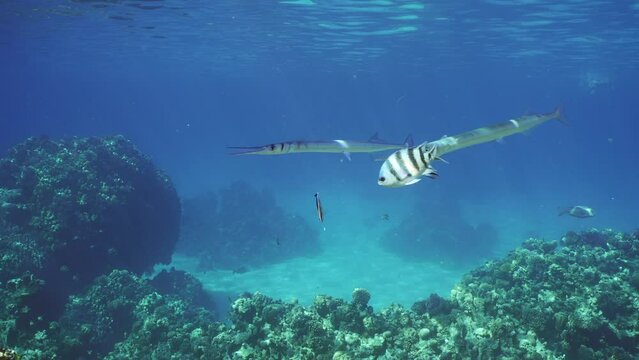 Group of Sea Needle or Garfish swims circling over coral reef on cleaning station for cleaner fish clean their from parasites, slow motion