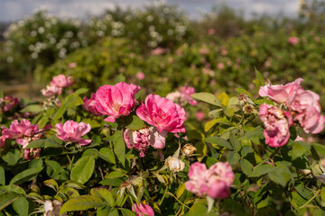 A close-up of vibrant pink roses in full bloom amidst lush green foliage. The background showcases more roses in a colorful and thriving garden, under a clear, sunny sky.