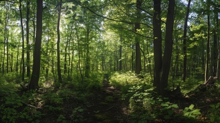 Obraz premium Lush Green Forest with Sunlight Filtering Through Trees in a Serene Natural Setting
