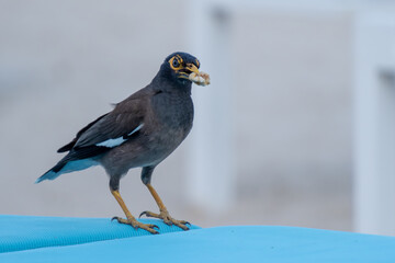 a close-up of a Mynah bird
